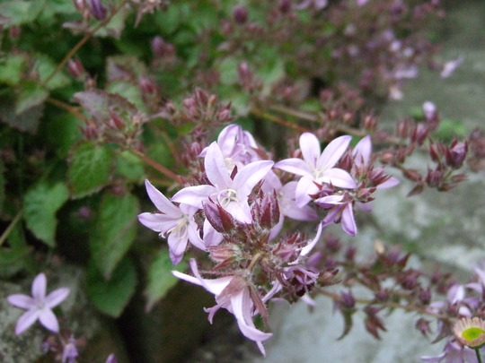 Pink Campanula (Campanula)