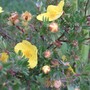 Potentilla_fruticosa