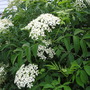 Mystery_plant1