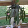Orchid cactus?