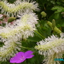 Sanguisorba