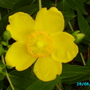 Hypericum