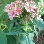 Lychnis_chalcedonica_-_pink_form