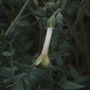 Polemonium pauciflorum (Polemonium pauciflorum)