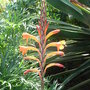 Watsonia