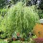 Willow (Salix)