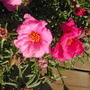 moss rose (Portulaca grandiflora (Double Rose Moss))