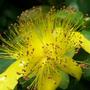 Hypericum