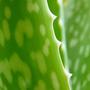 aloe vera (Aloe vera)