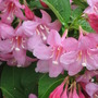 weigela (Weigela florida (Weigela))