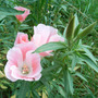 Evening_primrose