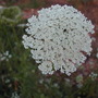 close up of Queen Anne's Lace