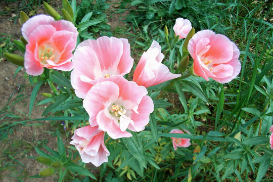 evening_primrose_2.jpg (Oenothera)