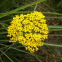 Achillea filipendulina Gold Plate (Achillea filipendulina)