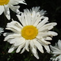 Leucanthemum x superbum