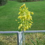 Alliumflavum