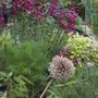 flower bed with penstemon