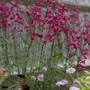 Penstemon hirsutus