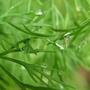 Dill (just for you Irish!) (Anethum graveolens)