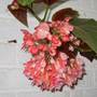 Begonia_rex