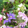 Scaevola