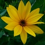 Rudbeckia speciosa