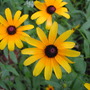wildflowers