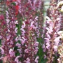 Salvia
