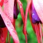 fuschia (fuchsia)