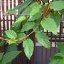 Begonia mannii (Begonia mannii)