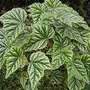 Begonia metallica (Begonia metallica)