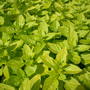 Origanum vulgare