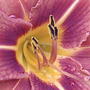 2008-06-30_014_daylily_bug_view