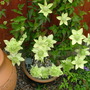 Abdul_s_pictures_006.jpg