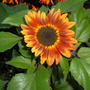 My_sunflower_003