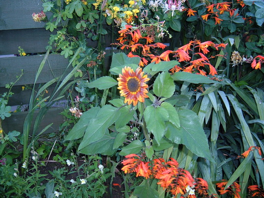 Sunflower 