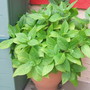 Dscf3816