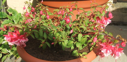 Fushia RAF