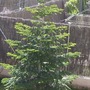 Cimg1041c