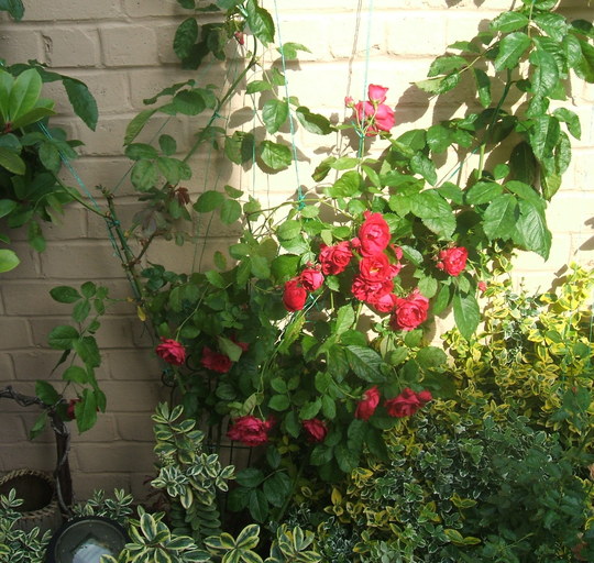 Climbing rose