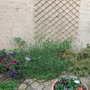 Lavender and sweet peas