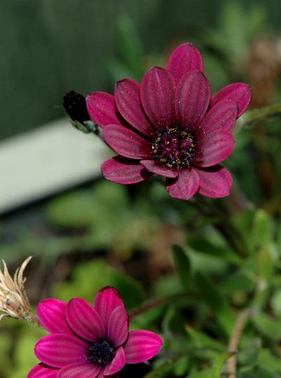 Purple flower