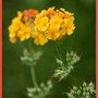 Yellow_flowers