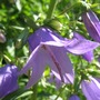 Campanula (Blue Bell Flower) (Campanula)