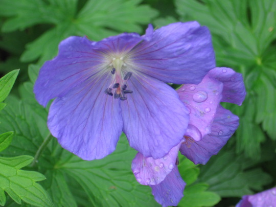 geranium (Geranium cinereum (Hardy geranium))