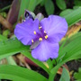 Tradescantia virginiana (Spiderwort)