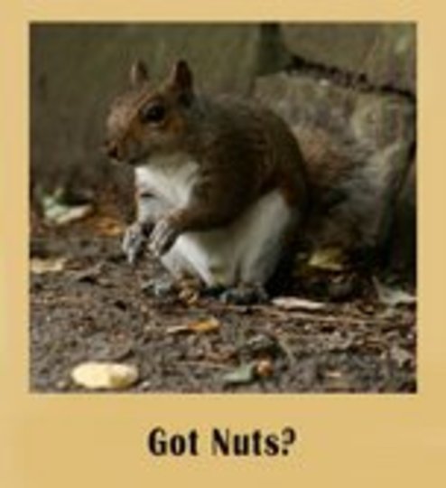 got nuts?