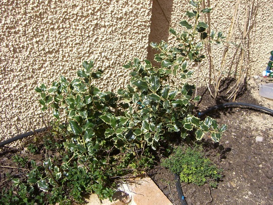 Holly tree