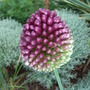 Allium sphaerocephalon (Allium sphaerocephalon)