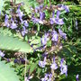 Salvia forsskaolii